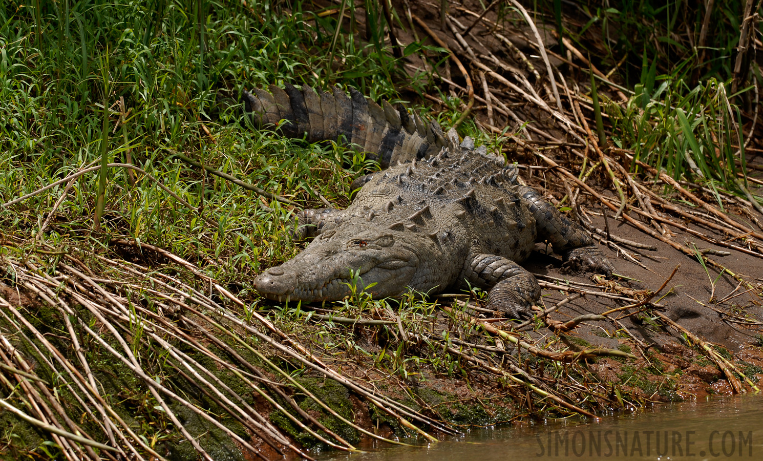 Crocodylus acutus [200 mm, 1/250 sec at f / 6.3, ISO 200]